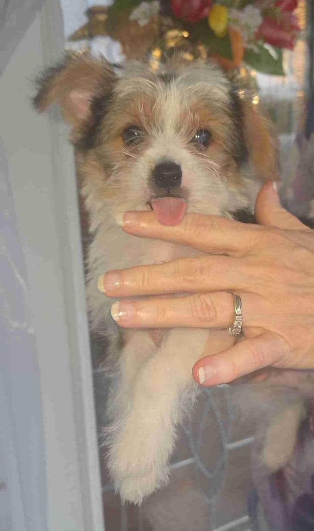 Yorkshire Terrier Puppies media 4