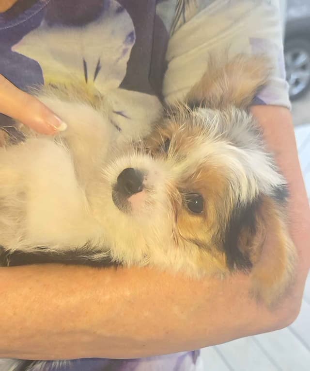 Yorkshire Terrier Puppies media 5