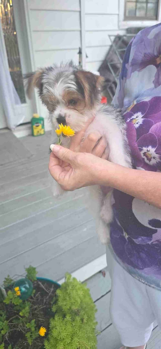 Yorkshire Terrier Puppies media 6