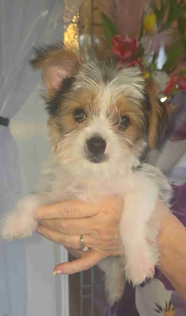 Yorkshire Terrier Puppies media 7