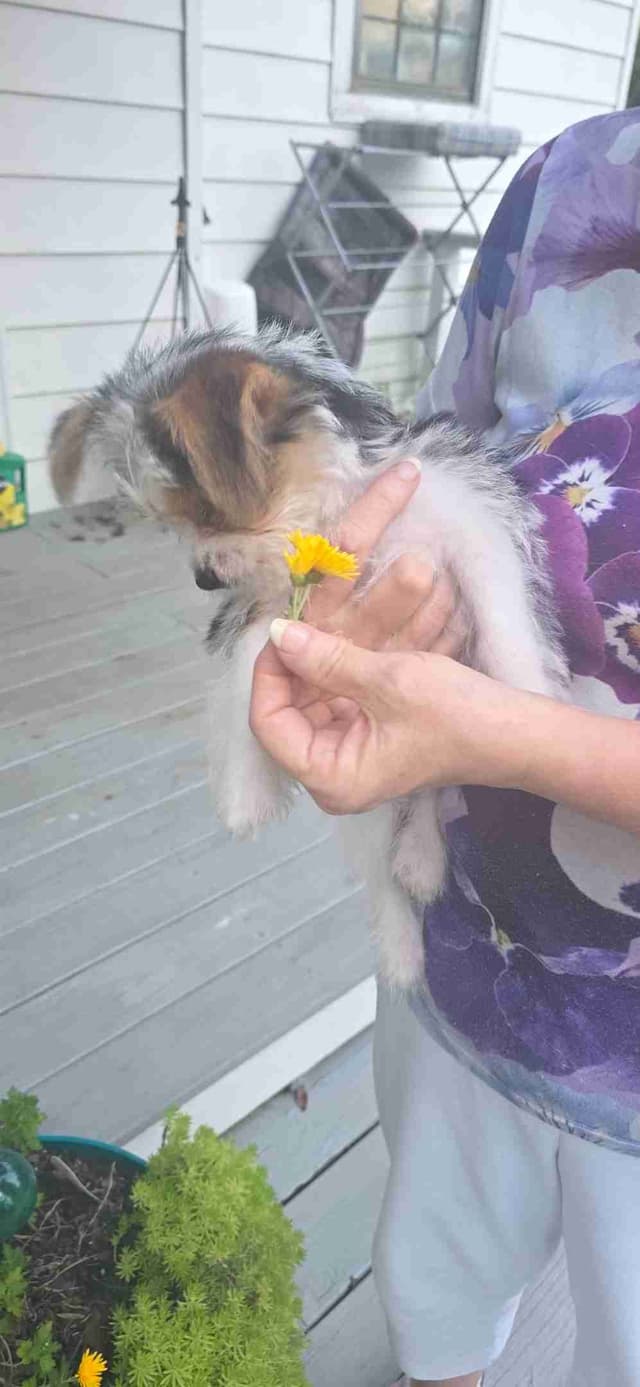 Yorkshire Terrier Puppies media 8