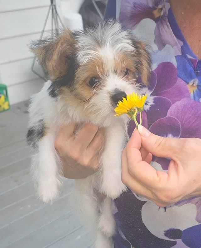 Yorkshire Terrier Puppies media 9