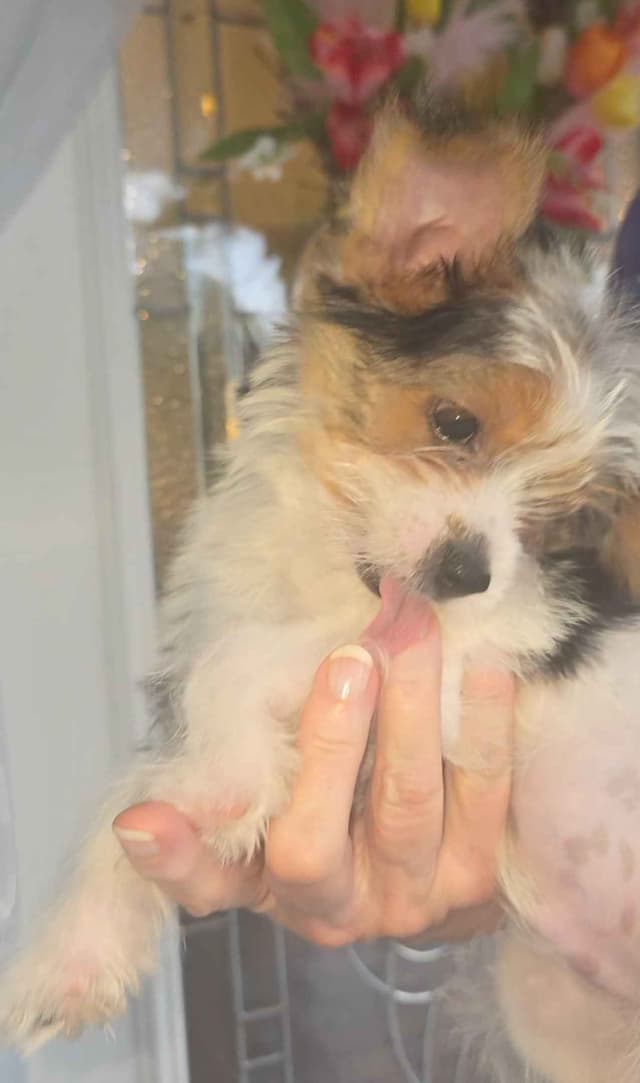 Yorkshire Terrier Puppies media 10
