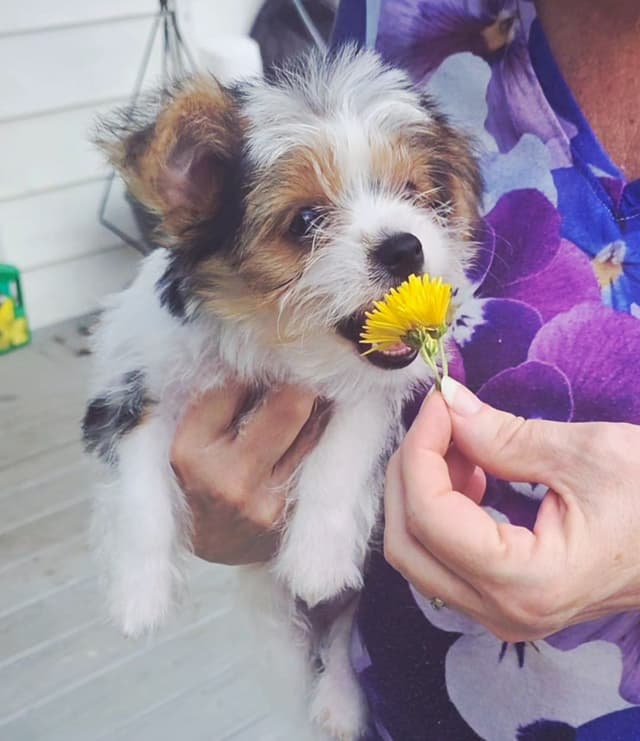 Yorkshire Terrier Puppies media 11