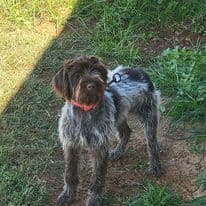 ADORABLE AKC Wirehaired Pointing Griffon Puppies Parents OFA tested breeder image 6