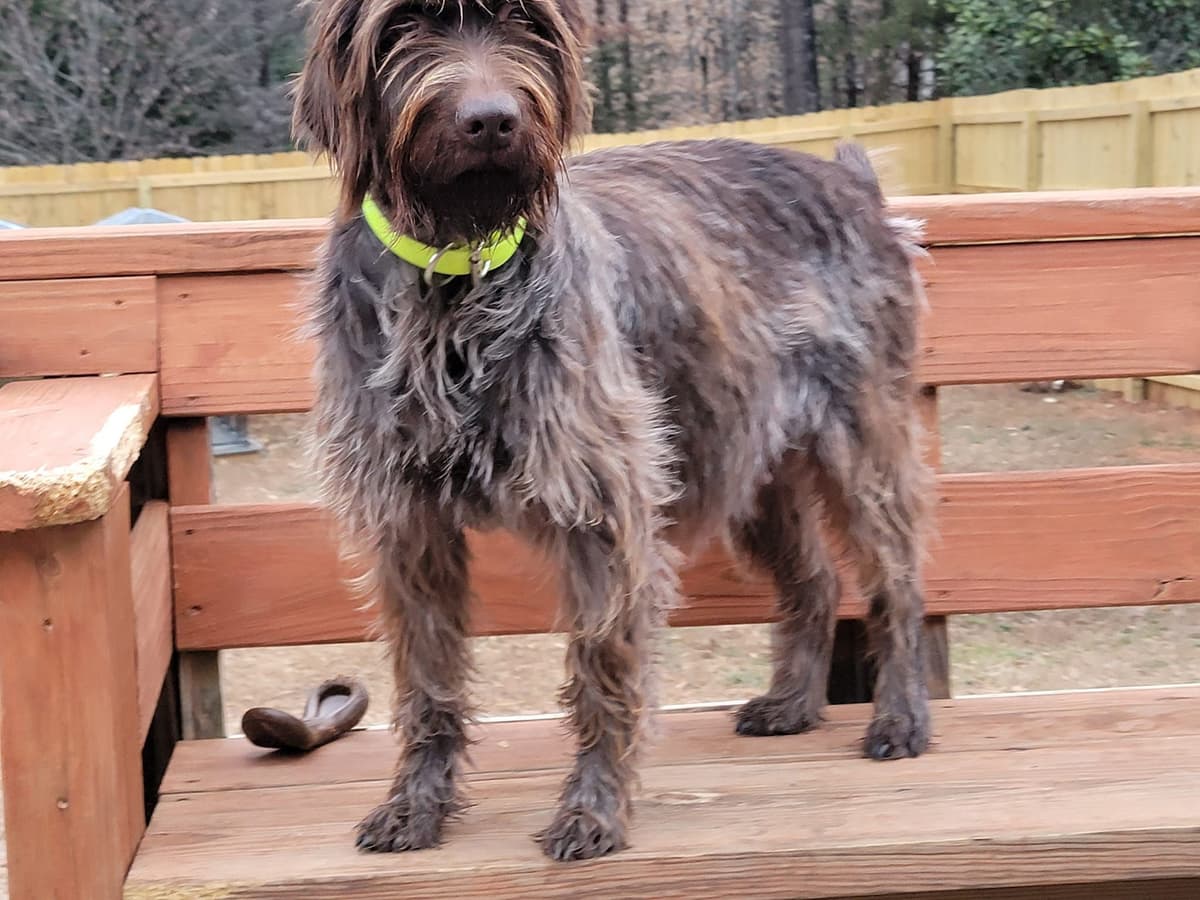 ADORABLE AKC Wirehaired Pointing Griffon Puppies Parents OFA tested breeder image 7
