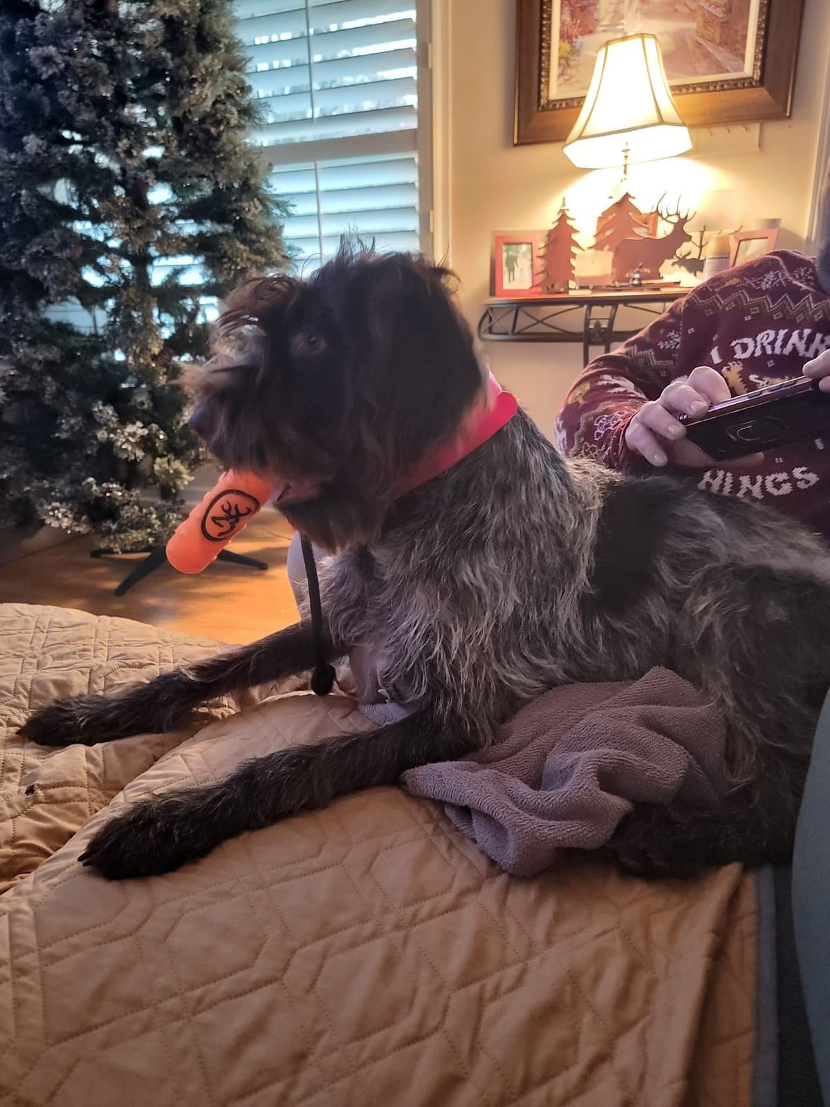 ADORABLE AKC Wirehaired Pointing Griffon Puppies Parents OFA tested breeder image 8