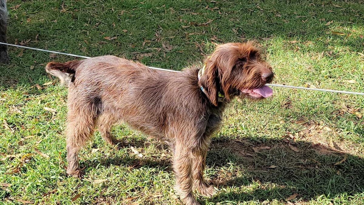 ADORABLE AKC Wirehaired Pointing Griffon Puppies Parents OFA tested breeder image 11