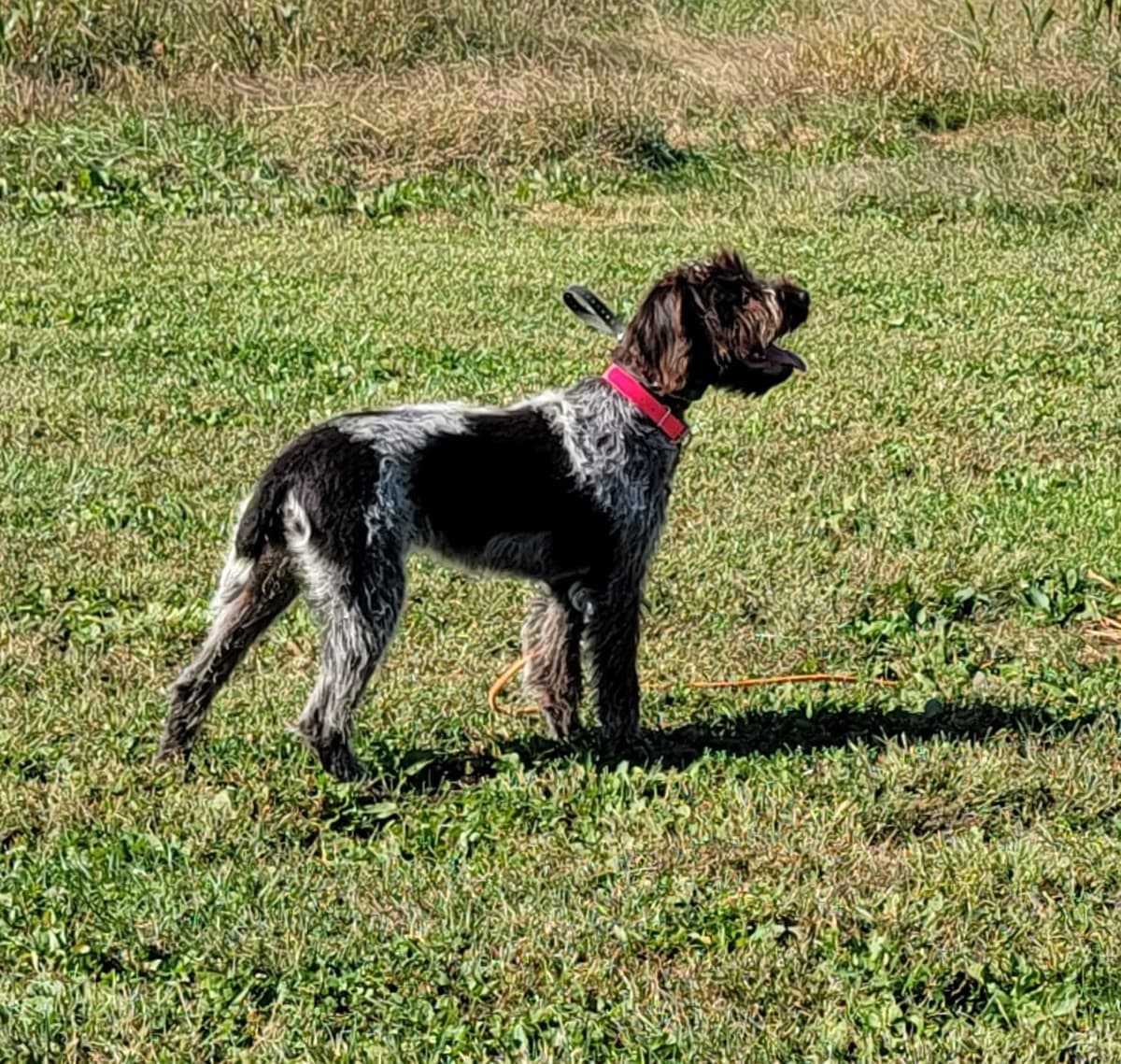 ADORABLE AKC Wirehaired Pointing Griffon Puppies Parents OFA tested breeder image 12