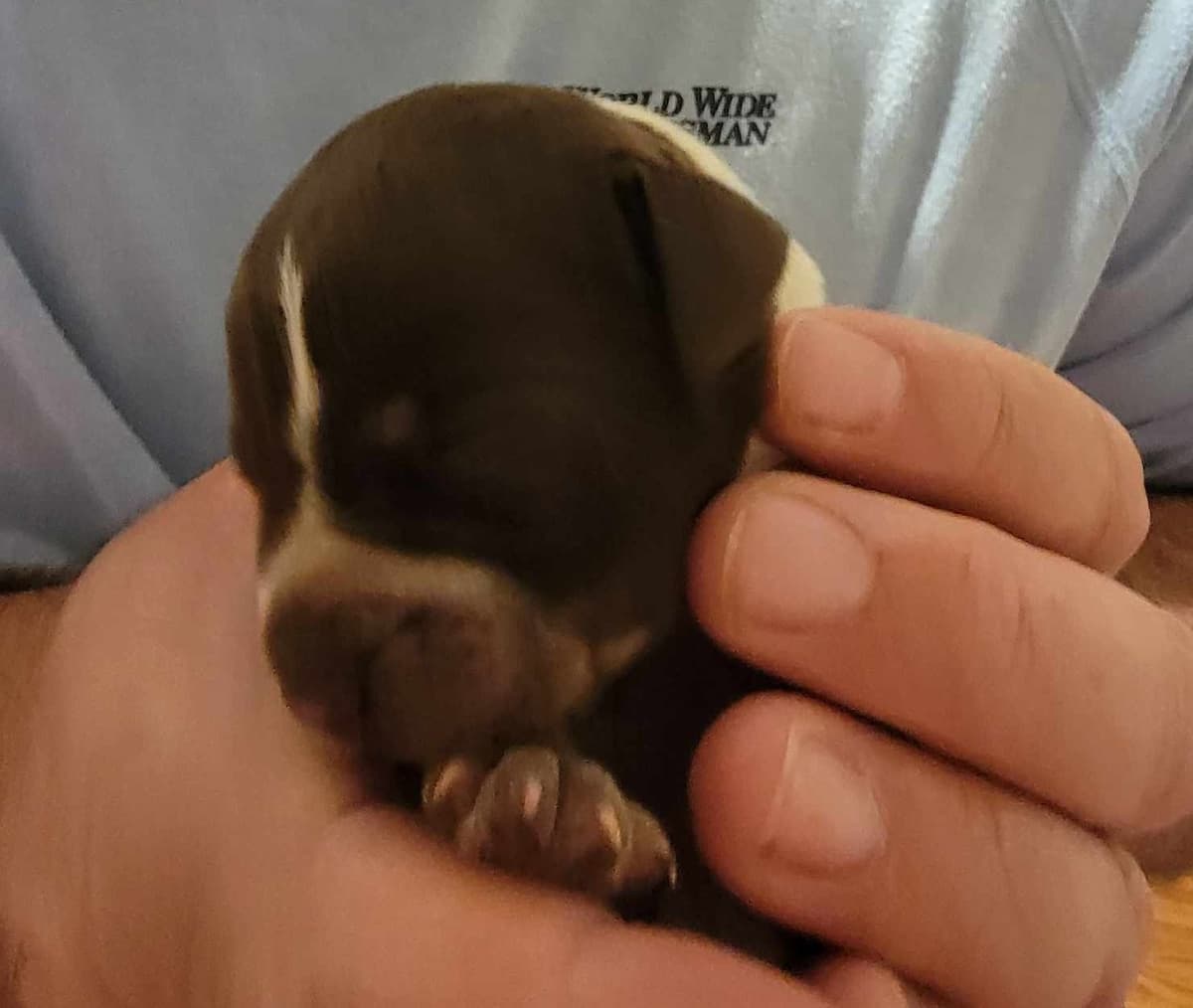 ADORABLE AKC Wirehaired Pointing Griffon Puppies Parents OFA tested breeder image 13