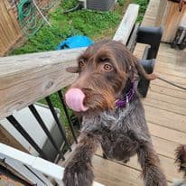 ADORABLE AKC Wirehaired Pointing Griffon Puppies Parents OFA tested breeder image 16