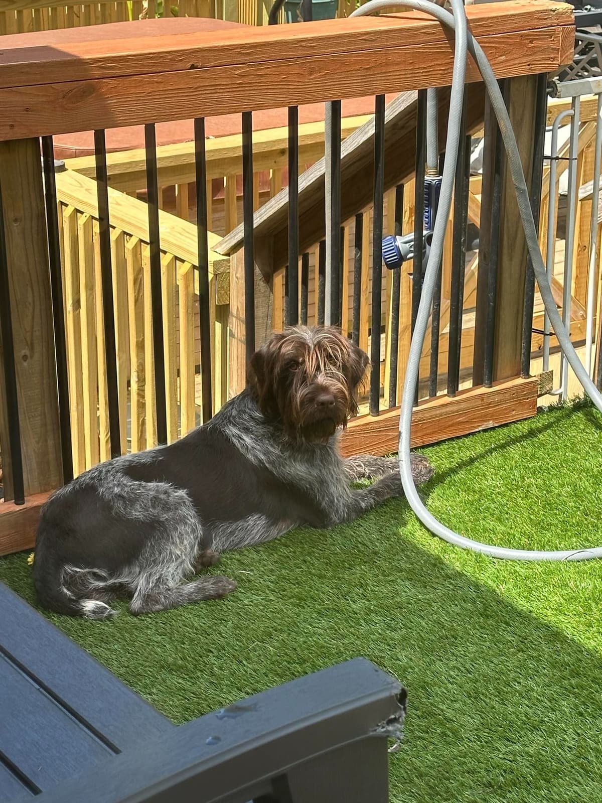 ADORABLE AKC Wirehaired Pointing Griffon Puppies Parents OFA tested breeder image 18