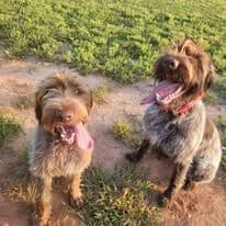 ADORABLE AKC Wirehaired Pointing Griffon Puppies Parents OFA tested breeder image 19