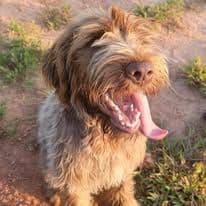 ADORABLE AKC Wirehaired Pointing Griffon Puppies Parents OFA tested breeder image 20
