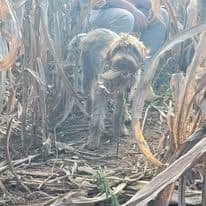 ADORABLE AKC Wirehaired Pointing Griffon Puppies Parents OFA tested breeder image 21