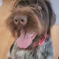 ADORABLE AKC Wirehaired Pointing Griffon Puppies Parents OFA tested breeder image 5