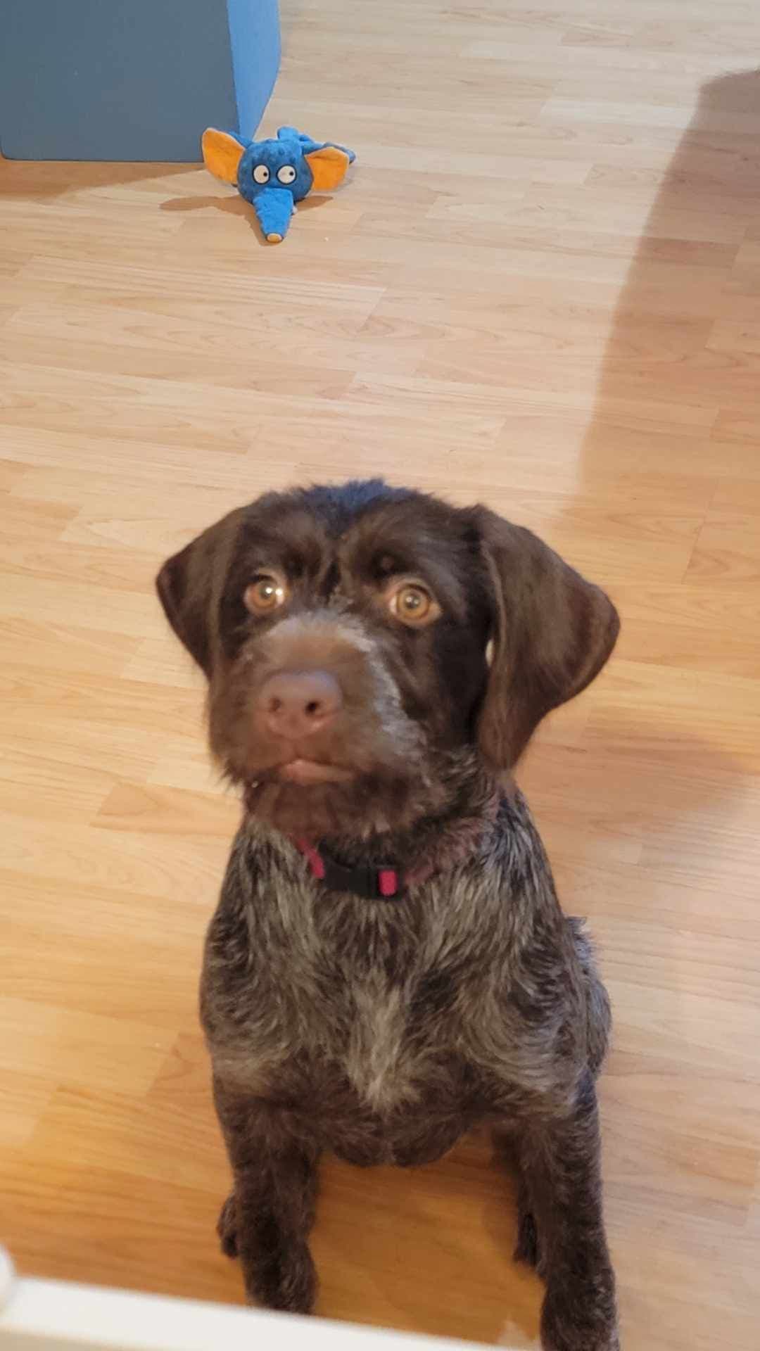 ADORABLE AKC Wirehaired Pointing Griffon Puppies Parents OFA tested breeder image 22