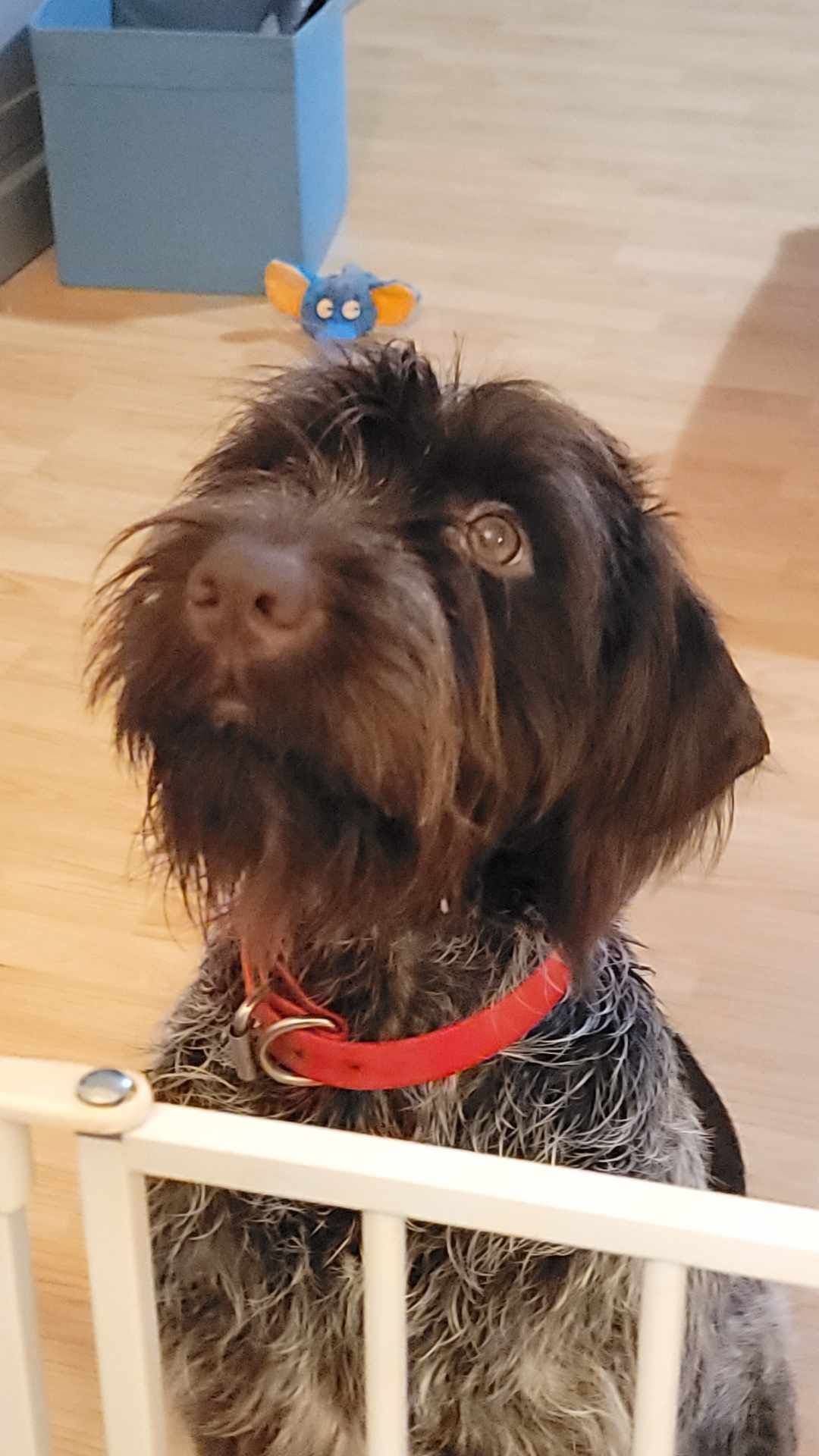 ADORABLE AKC Wirehaired Pointing Griffon Puppies Parents OFA tested breeder image 24