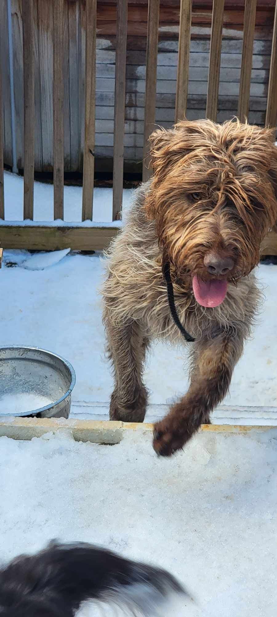 ADORABLE AKC Wirehaired Pointing Griffon Puppies Parents OFA tested breeder image 25