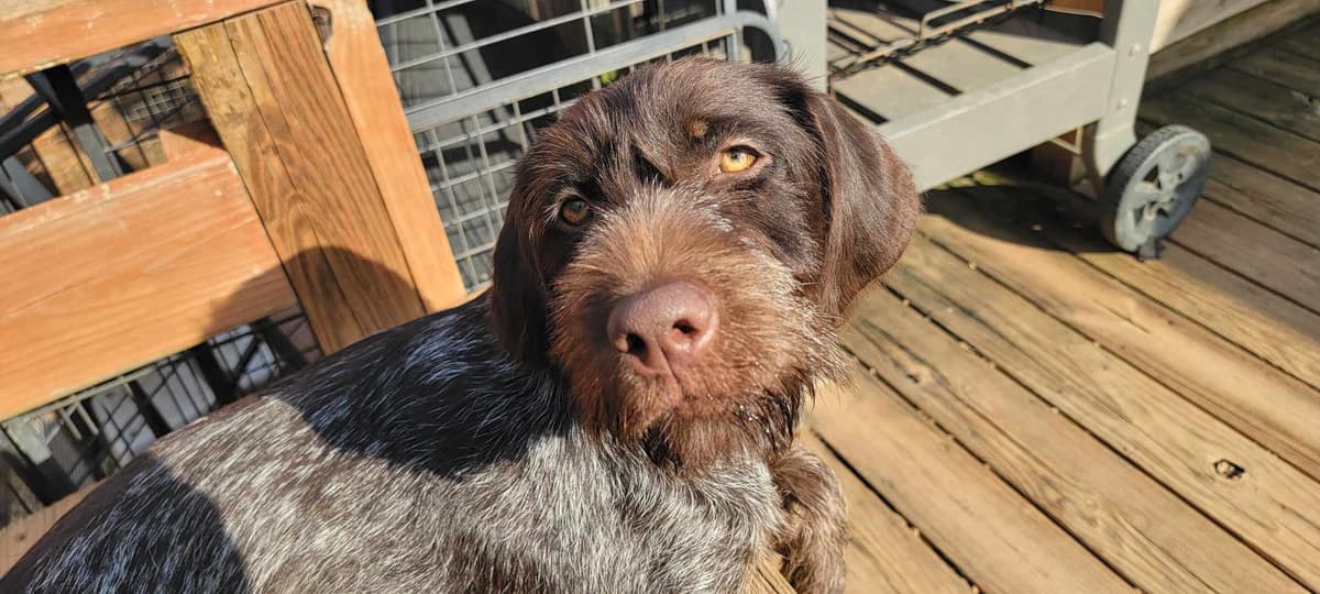 ADORABLE AKC Wirehaired Pointing Griffon Puppies Parents OFA tested breeder image 26