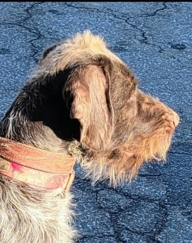 ADORABLE AKC Wirehaired Pointing Griffon Puppies Parents OFA tested breeder image 27