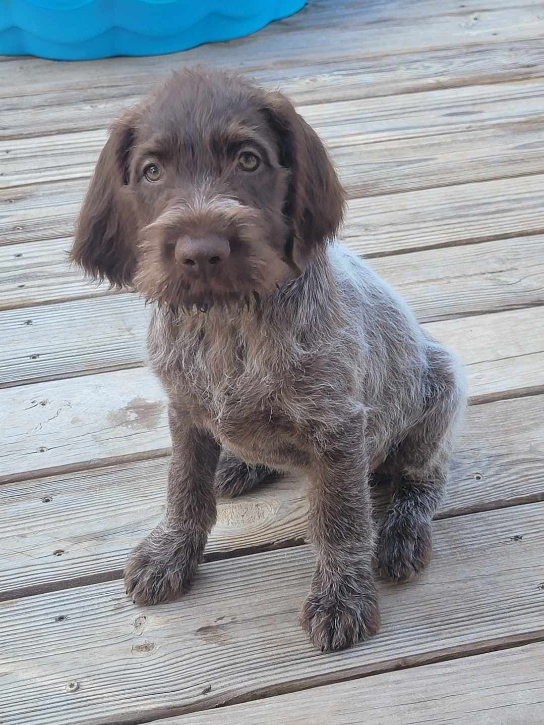 ADORABLE AKC Wirehaired Pointing Griffon Puppies Parents OFA tested breeder image 28