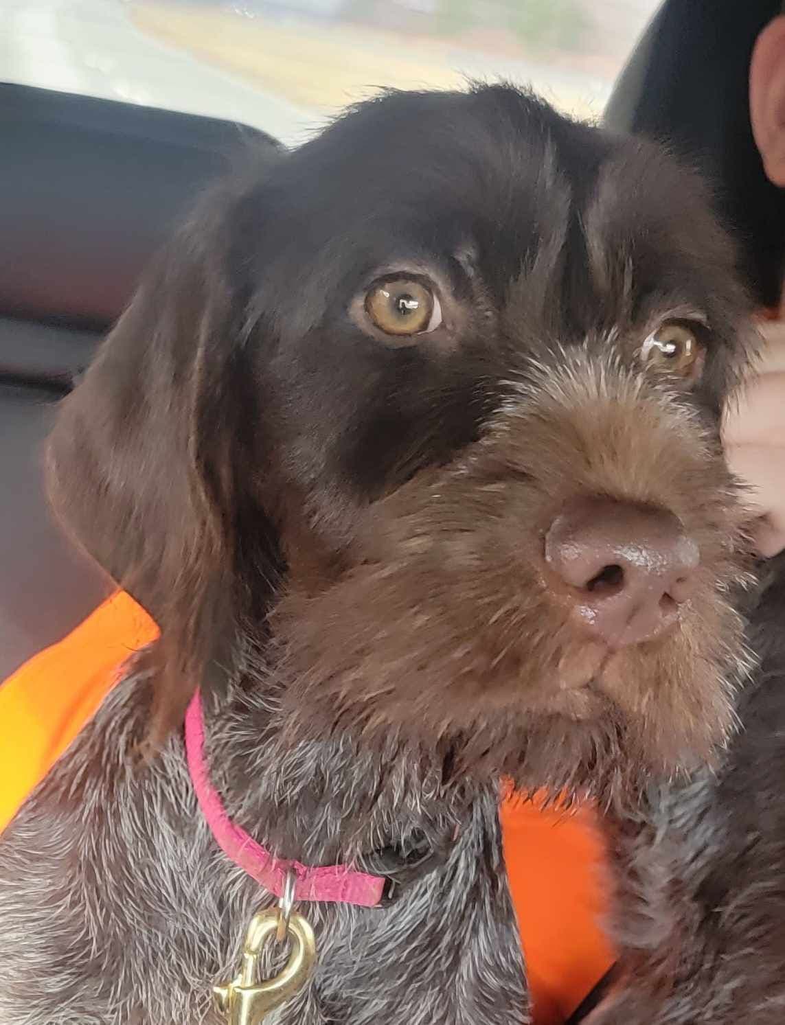 ADORABLE AKC Wirehaired Pointing Griffon Puppies Parents OFA tested breeder image 29