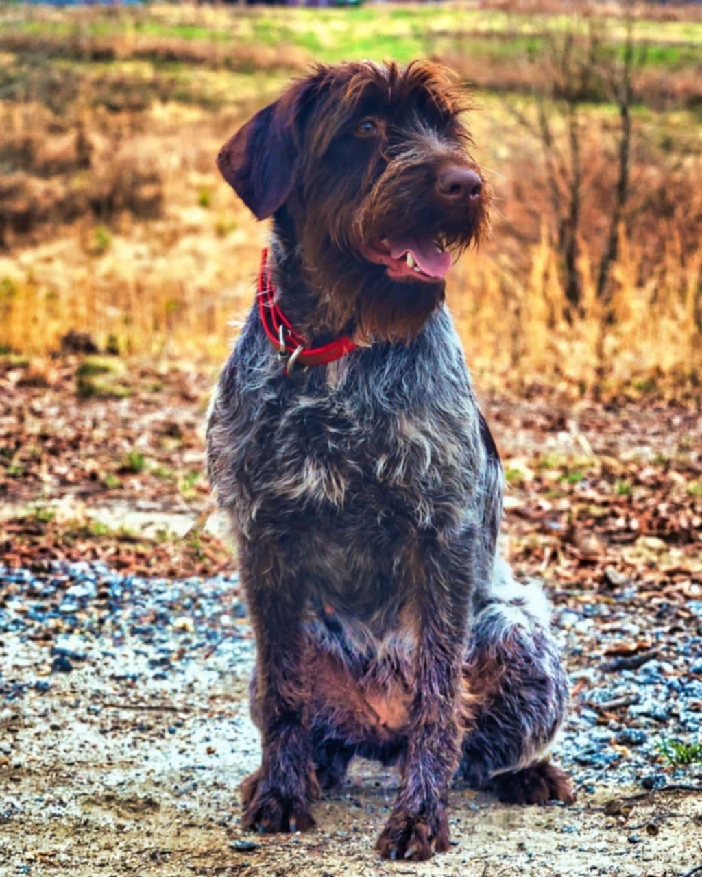 ADORABLE AKC Wirehaired Pointing Griffon Puppies Parents OFA tested breeder image 1