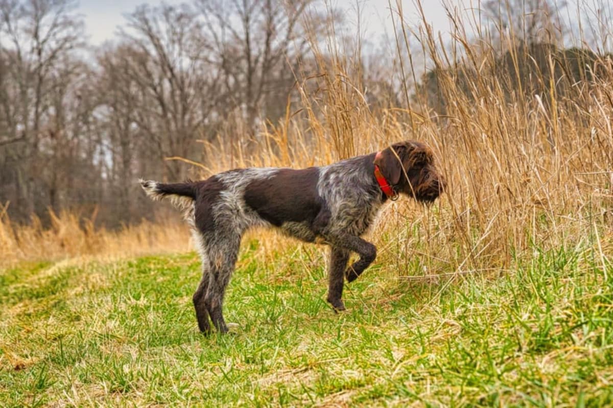 ADORABLE AKC Wirehaired Pointing Griffon Puppies Parents OFA tested breeder image 4