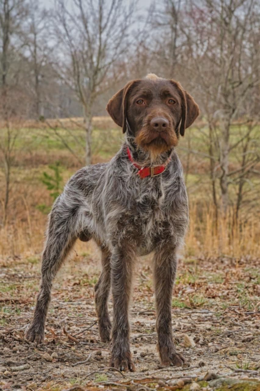 ADORABLE AKC Wirehaired Pointing Griffon Puppies Parents OFA tested breeder image 2