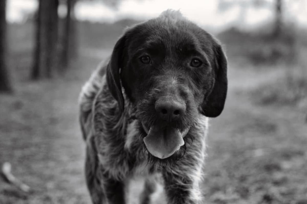 ADORABLE AKC Wirehaired Pointing Griffon Puppies Parents OFA tested breeder image 23