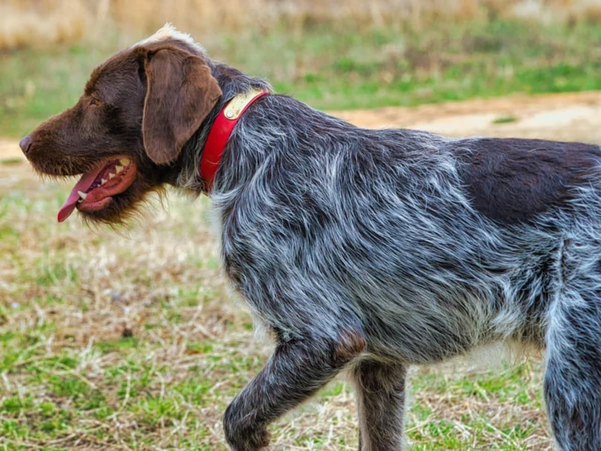 ADORABLE AKC Wirehaired Pointing Griffon Puppies Parents OFA tested breeder image 17