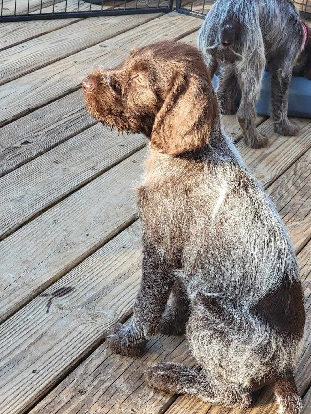 ADORABLE AKC Wirehaired Pointing Griffon Puppies Parents OFA tested breeder image 30