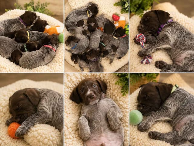 ADORABLE AKC Wirehaired Pointing Griffon Puppies Parents OFA tested media 2