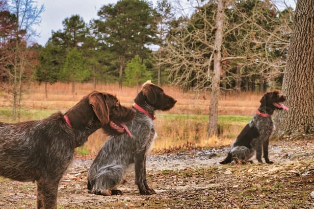 ADORABLE AKC Wirehaired Pointing Griffon Puppies Parents OFA tested media 5