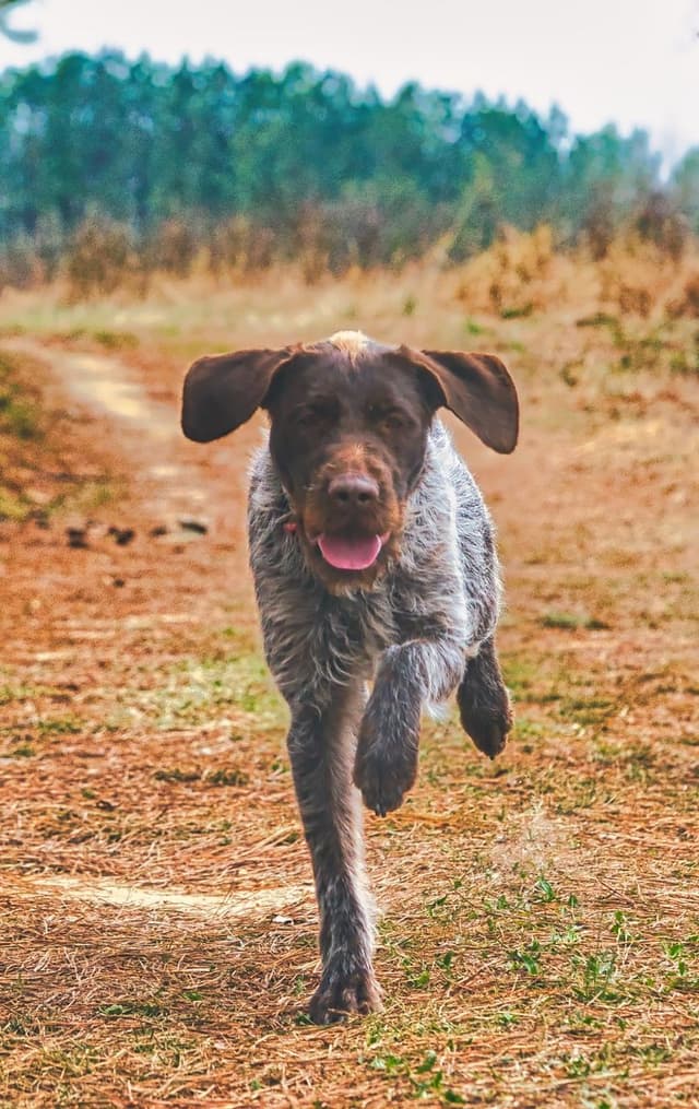 ADORABLE AKC Wirehaired Pointing Griffon Puppies Parents OFA tested media 7