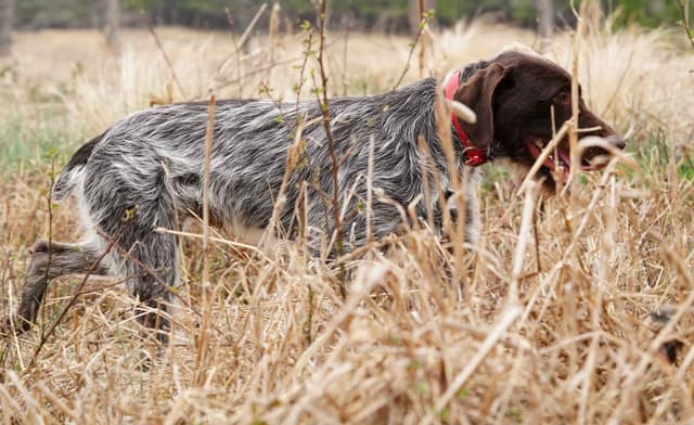 ADORABLE AKC Wirehaired Pointing Griffon Puppies Parents OFA tested media 8