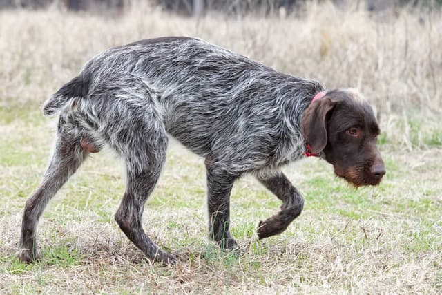 ADORABLE AKC Wirehaired Pointing Griffon Puppies Parents OFA tested media 9