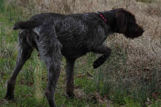 ADORABLE AKC Wirehaired Pointing Griffon Puppies Parents OFA tested media 10
