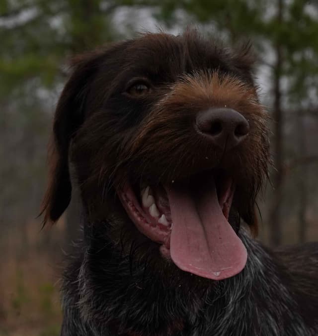 ADORABLE AKC Wirehaired Pointing Griffon Puppies Parents OFA tested media 11