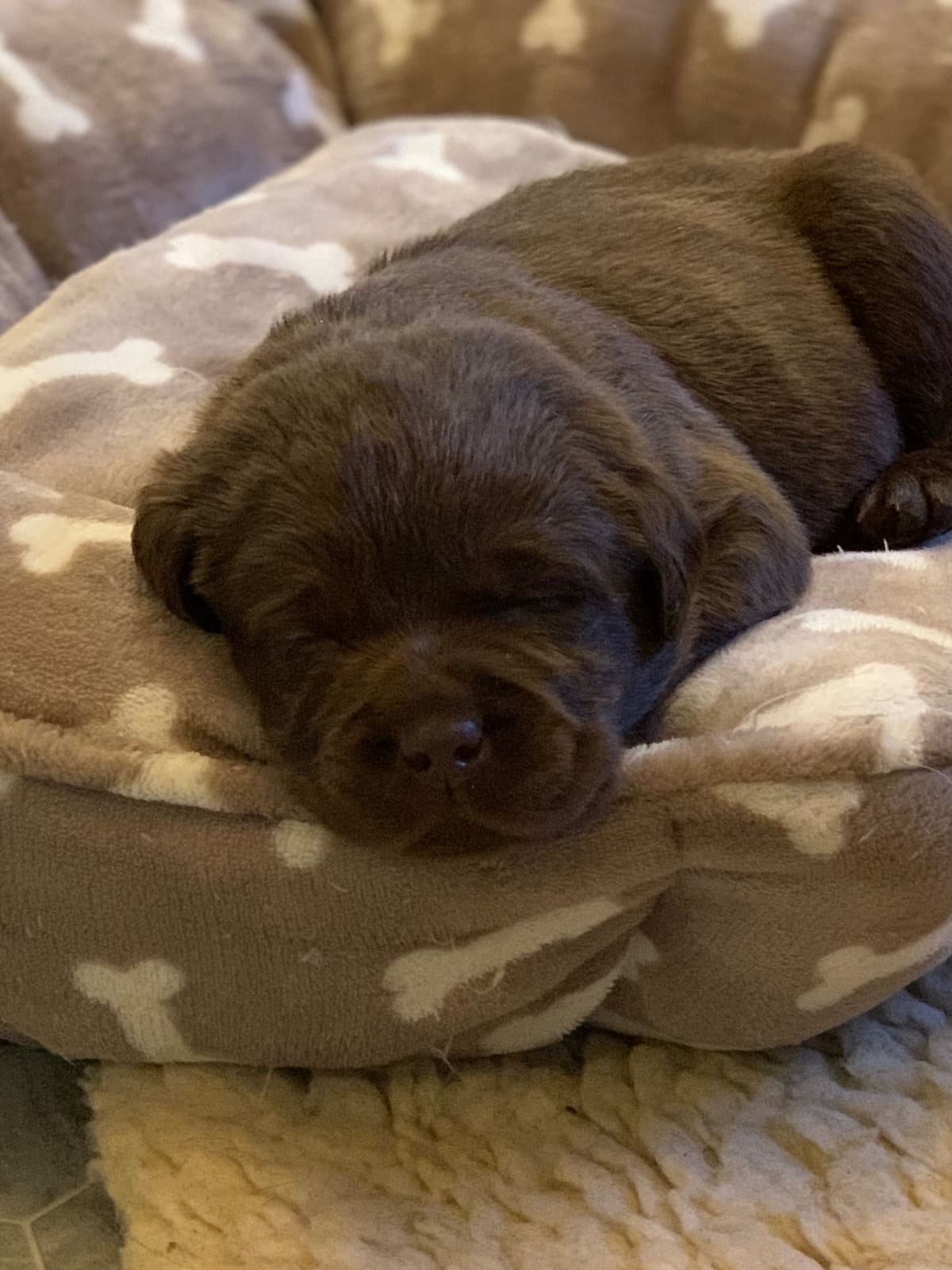 Labrador Retriever Puppies breeder image 1