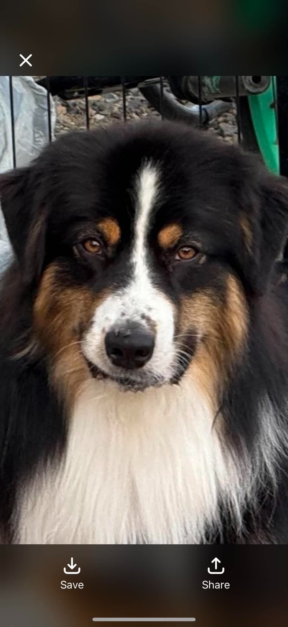 Duke. Easy going, Raised with children, Crate trained, Ready now. breeder image 3