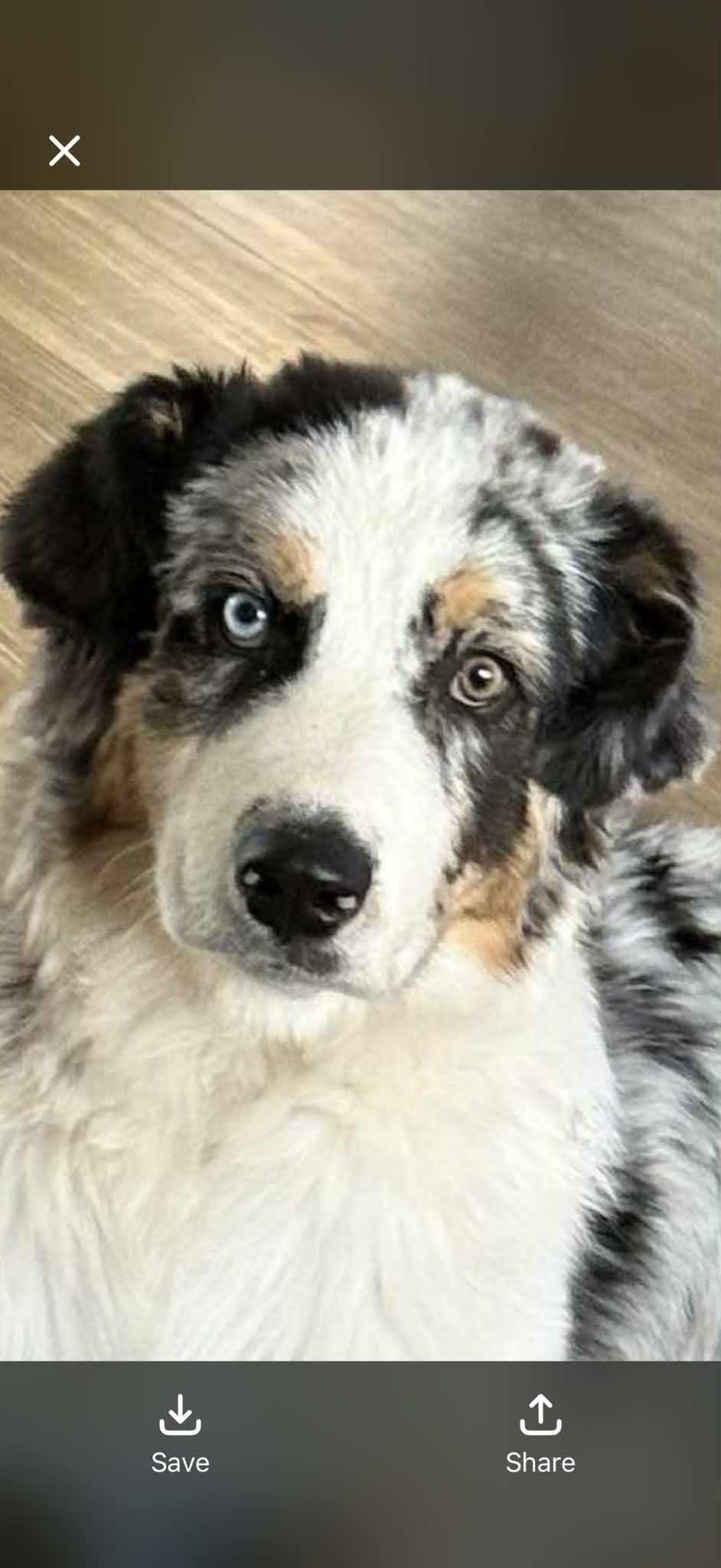 Duke. Easy going, Raised with children, Crate trained, Ready now. breeder image 6