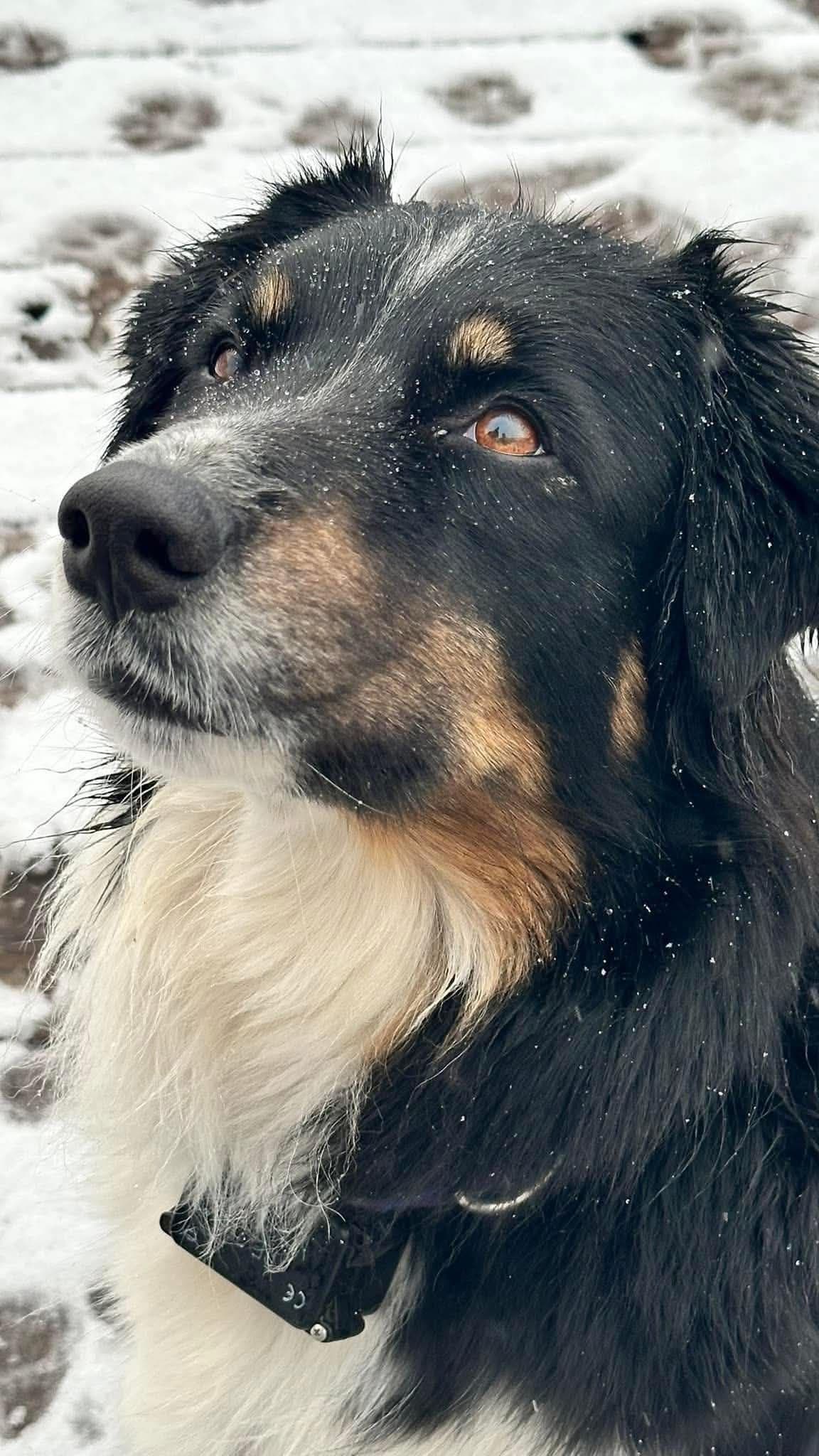 Duke. Easy going, Raised with children, Crate trained, Ready now. breeder image 4