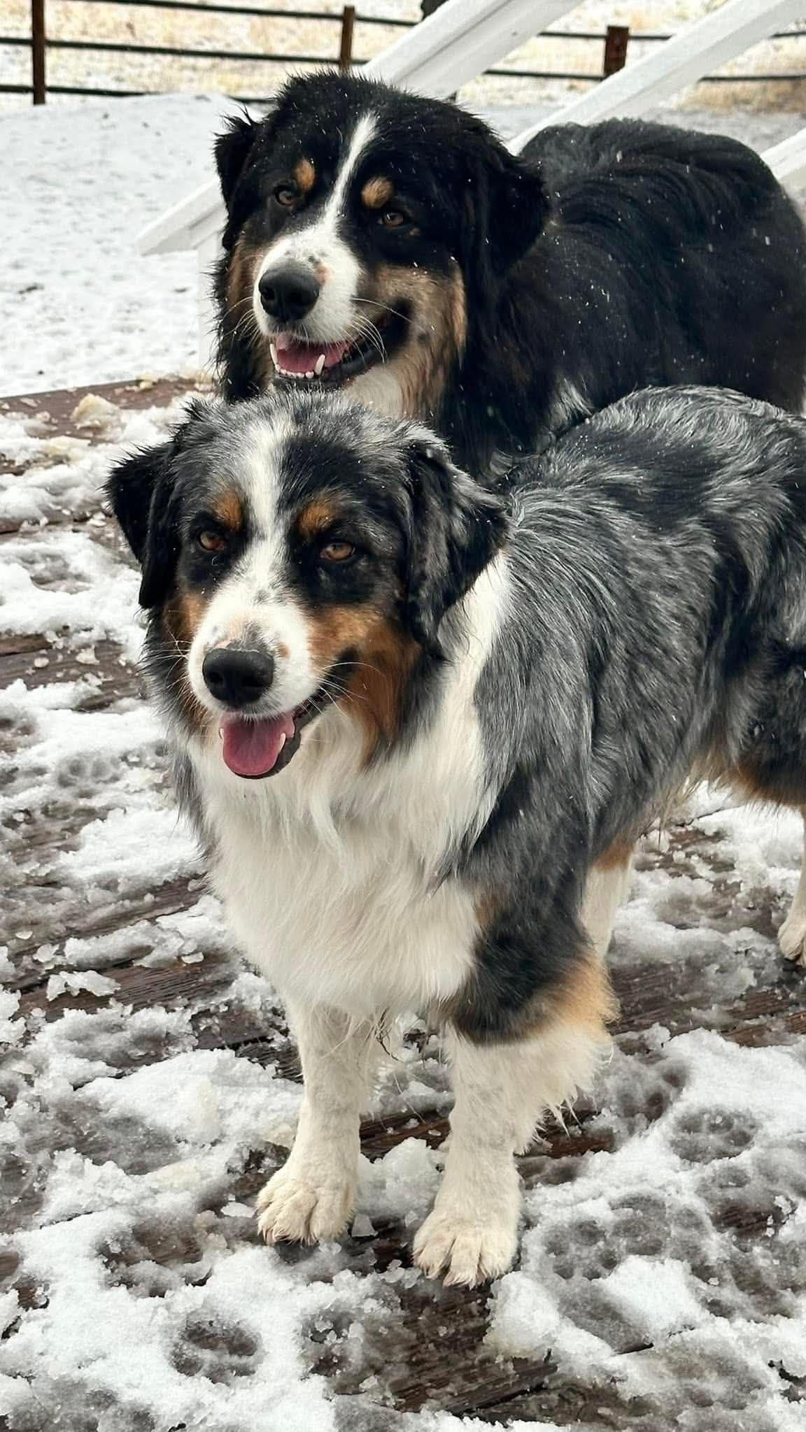 Duke. Easy going, Raised with children, Crate trained, Ready now. breeder image 5