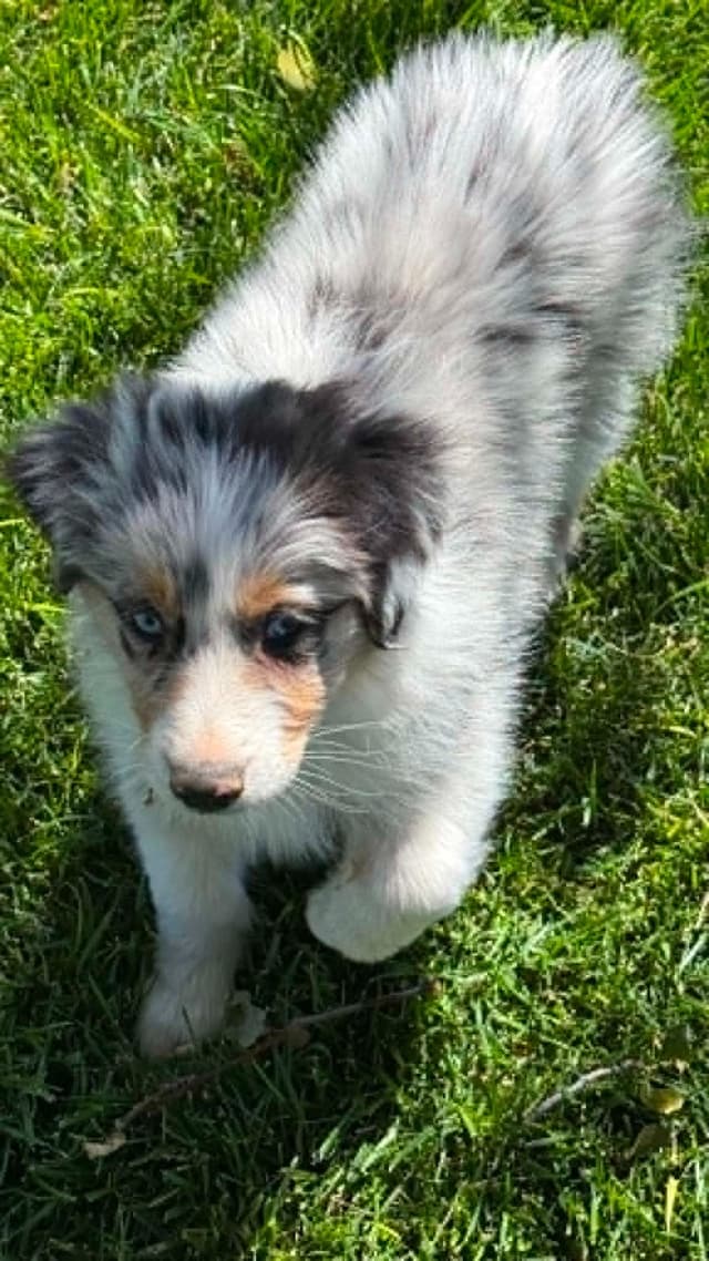 Duke. Easy going, Raised with children,  Crate trained, Ready now. media 2