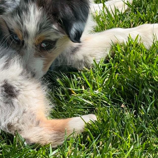Duke. Easy going, Raised with children,  Crate trained, Ready now. media 4