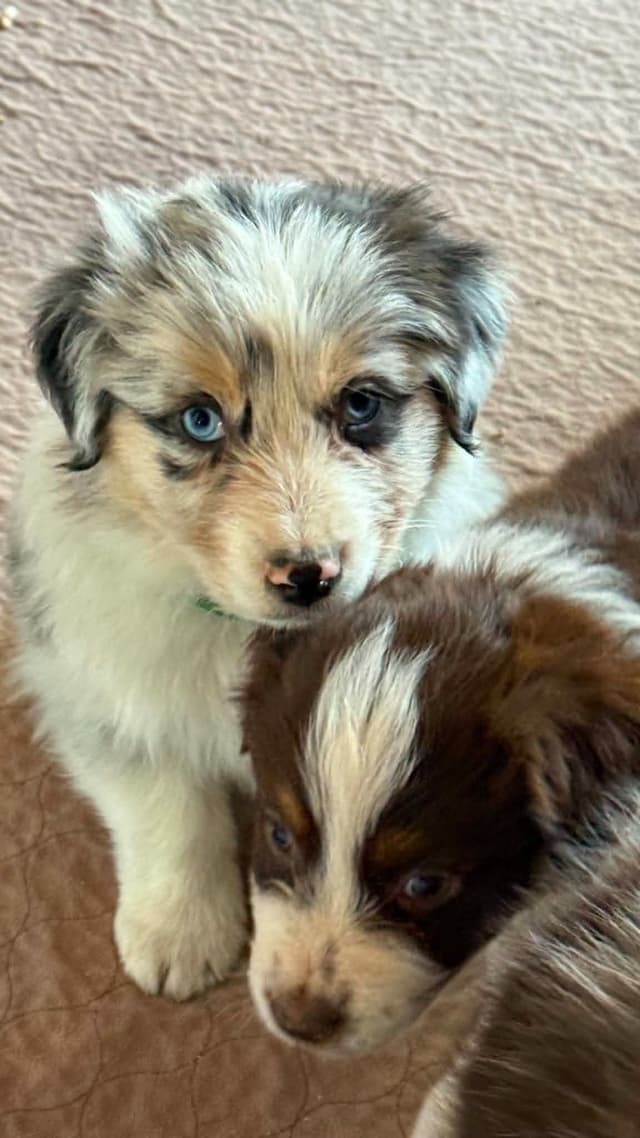 Duke. Easy going, Raised with children,  Crate trained, Ready now. media 5