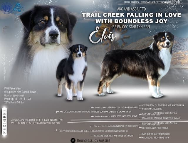 Duke. Easy going, Raised with children,  Crate trained, Ready now. media 6