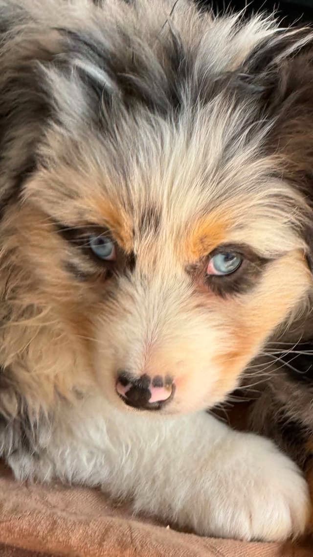Duke. Easy going, Raised with children,  Crate trained, Ready now. media 7